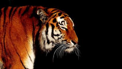 属虎的人什么命最好，属虎人的命运分析