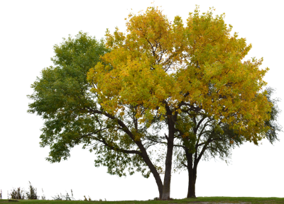 祖坟旁边种什么树最旺宅风水好，风水学中祖坟旁种树的五行选择与吉凶分析