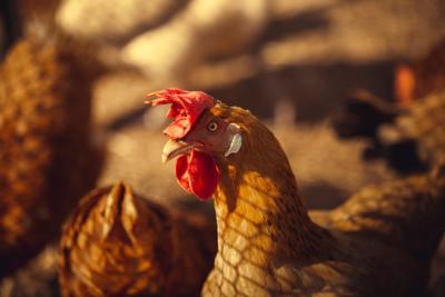 1993年生肖鸡适合带金吗，分析1993年鸡年佩戴金器的运势影响