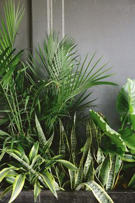 适合放在室内的植物有哪些，适合放在室内的植物的风水效果、五行属性