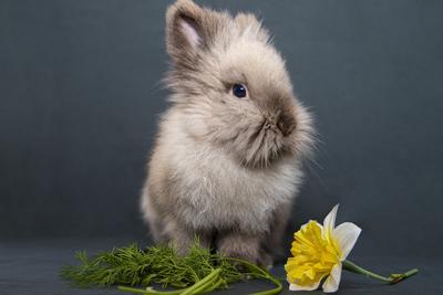 马的几月出生最好命，属兔哪个月份出生最好命