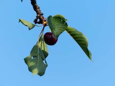 梦见好多成熟的水果挂在树上