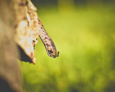 梦到蛇咬自己有什么预兆