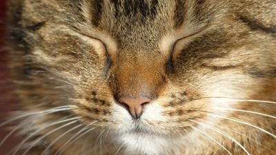 怎么给猫起名字而且让猫听懂，提升猫咪认名字的能力