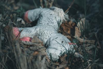 梦见黄鼠狼吃鸡