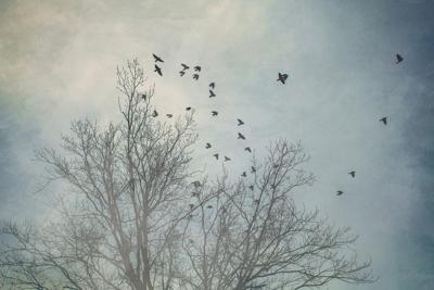梦见乌鸦成群满天飞代表什么