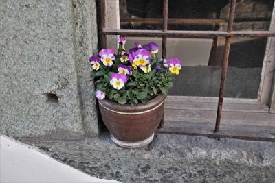 玄关放什么花风水好，玄关处放哪种花比较适宜