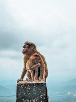 属猴的和什么属相最配相克，属猴的和什么属相最配对