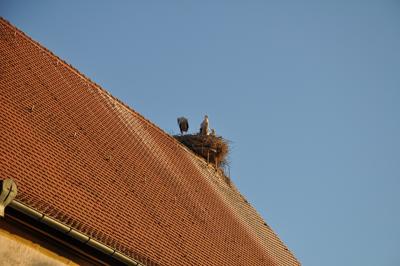 梦见猫头鹰落在屋顶上