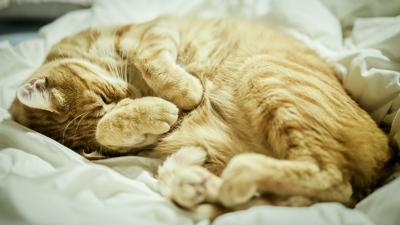 梦到猫是什么意思