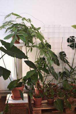 家里植物摆放风水讲究，如何通过植物布局提升家居运势