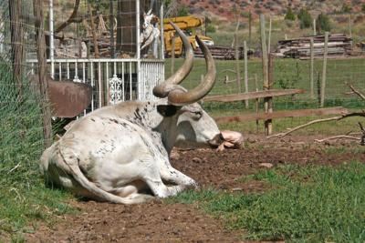 梦见和水牛玩耍