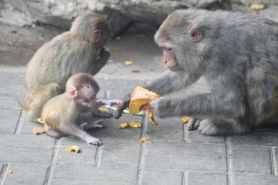 属猴的和什么属相合财，属猴的和那些属相合财