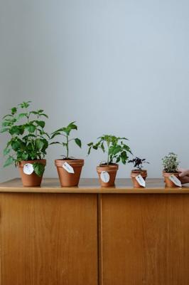 办公桌上放什么植物可以旺事业发财招财