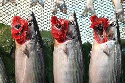 养七条鱼风水鱼好不好？鱼是聚财还是破财