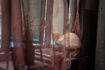 梦见丢了的猫找到了