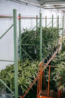 在大门口种植植物，植物风水布局入门指南