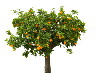 家里种银杏树的风水，种银杏树的吉凶与风水因素的关系