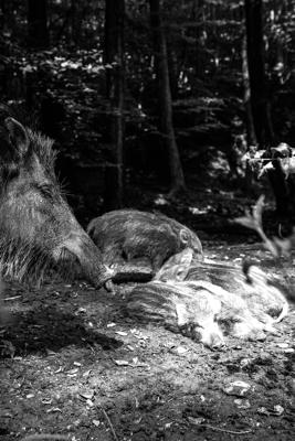 梦见黄鼠狼死了