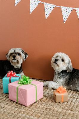 属狗的出生于十二月，属狗十二月出生是什么命