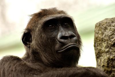 属猴金牛座的男生，属猴金牛座男生的性格优点分析