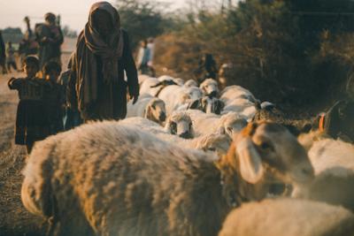 79年肖羊人的命运解读，解读羊年出生者的运势与未来