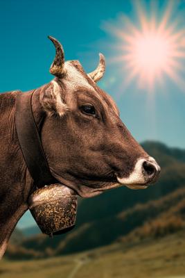 2025属牛人运势，2025年属牛人运势预测