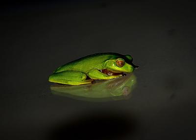 梦见绿色大青蛙的意思