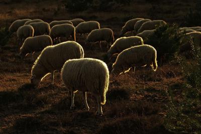 梦见羊群的例子