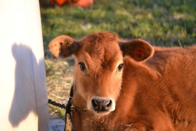 属牛10月份出生的命运怎么样？属牛10月出生大富大贵