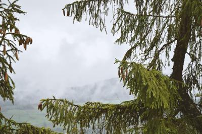 松树的风水寓意，松树在风水中的吉凶与家居风水布局解析