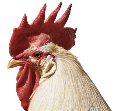 1993年属鸡是几命，属鸡的是什么命，第一星座