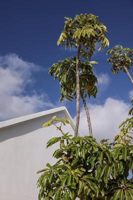 庭院风水设计，庭院风水设计如何根据五行平衡提升运势