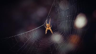 做梦梦到大蜘蛛