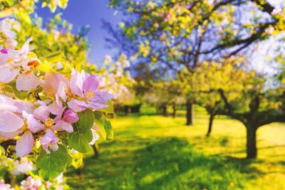 如何通过风水改善桃花，风水调整桃花运的五行法则