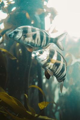 属虎的双鱼男性格特点，属虎的双鱼座男生运势如何？