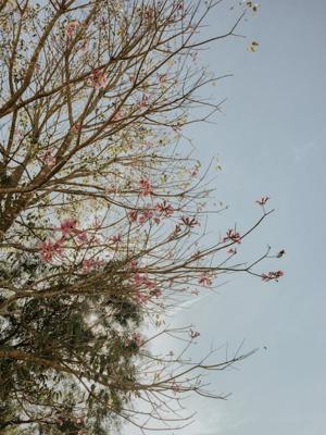 桂花树的风水摆放，桂花树在风水上家中什么地方最好