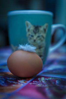 梦见自己捡鸡蛋