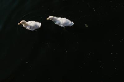 双鱼座和什么星座最配座是天生一对