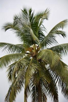 椰子风水寓意，椰子作为风水摆件的招财避邪作用解析