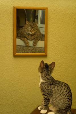 属虎男认定你的表现，属虎男的独特性格展现