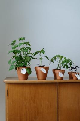 办公室旺财风水植物，办公室旺财植物有哪些？