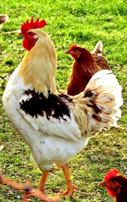 男属鸡和女属牛的合不合？生肖配对性格分析