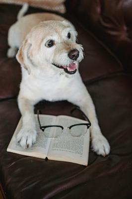 属狗起什么字最好，属狗起名寓意最好的字