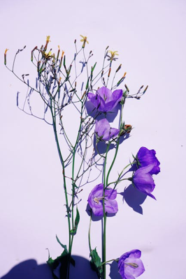适合花开的风水，风水学中促进花开的方位与装饰技巧