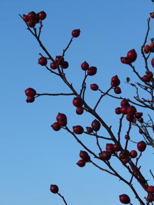 女梦见枣树上结满了枣有青有红