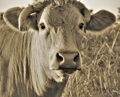 属牛人生于哪个时辰好，属牛人八字时辰选择建议