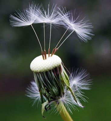 长寿花家里养风水好吗？长寿花为何是丧命花