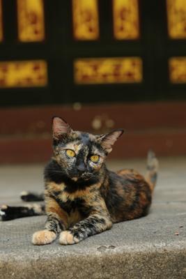 高贵的公猫名字，公猫霸气高贵的名字中文