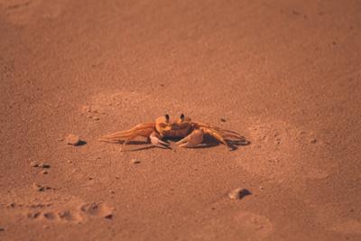 巨蟹女喜欢一个人的表现准到爆，巨蟹女喜欢一个人的表现为你解读